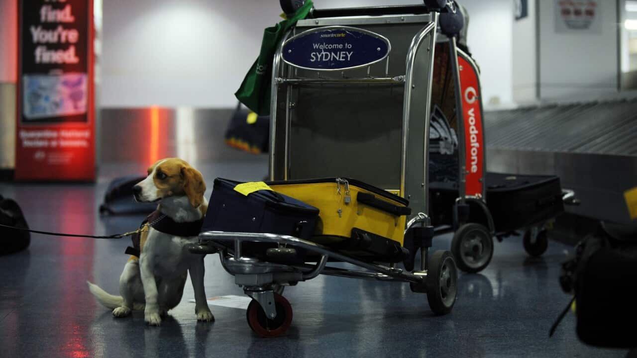 A Quarantine Inspection Service dog sniffs out fruit and other prohibited items at Sydney International Airport