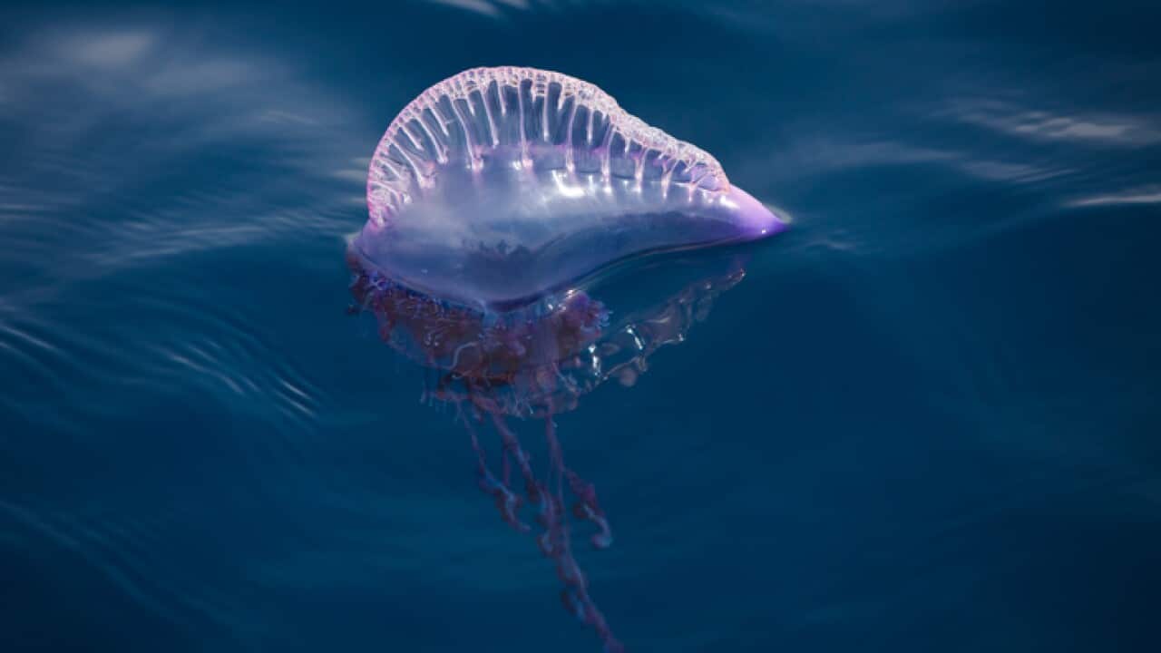 Portuguese Man of War, Physalia physalis
