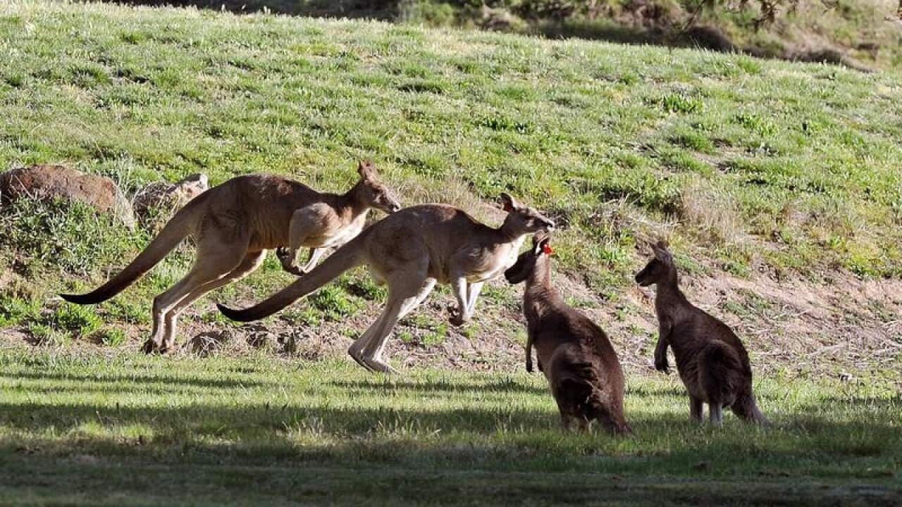 Kangeroos outside Government House in Canberr