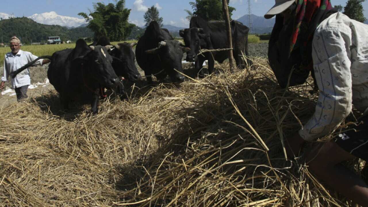 riceharvest_B_afp_getty_110304_916777154