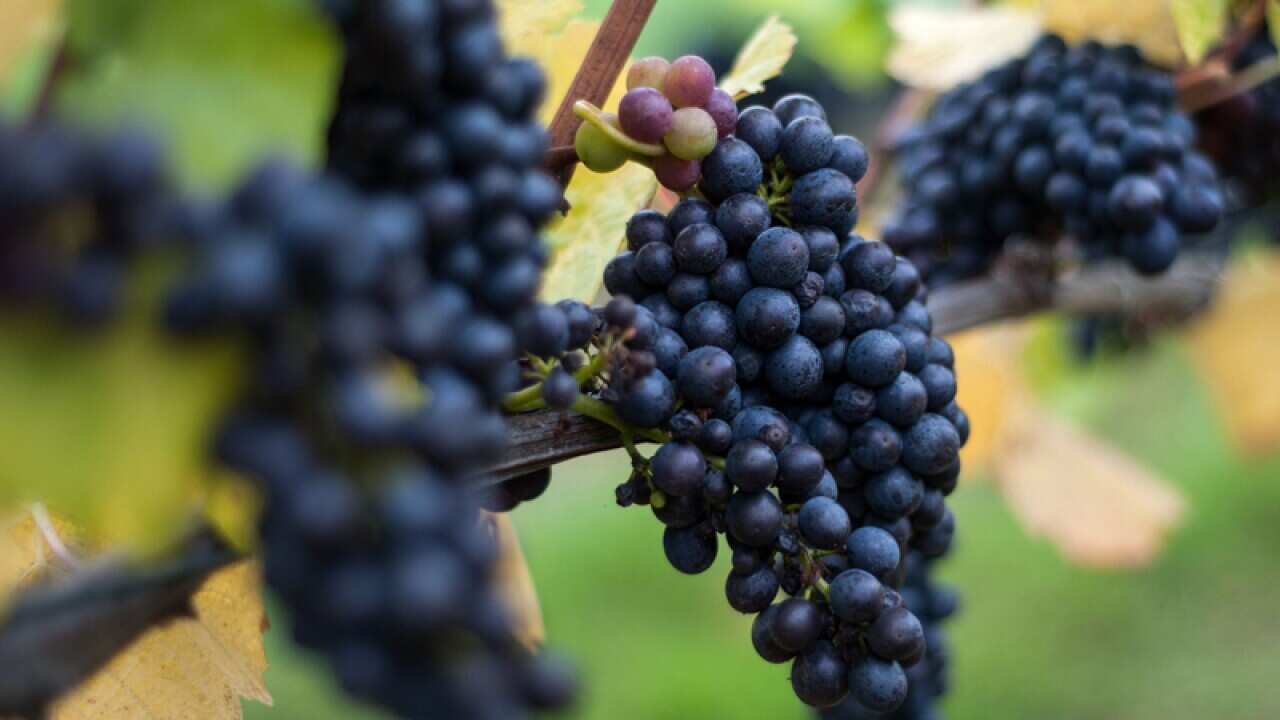 Pinot Noir grapes hang on a vine