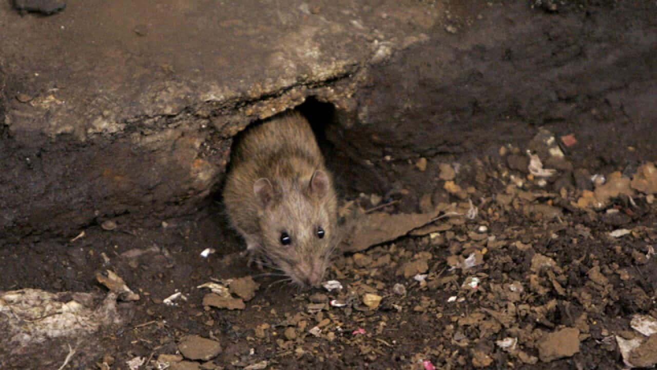 A rat comes briefly out of its hole at a Brooklyn subway stop.