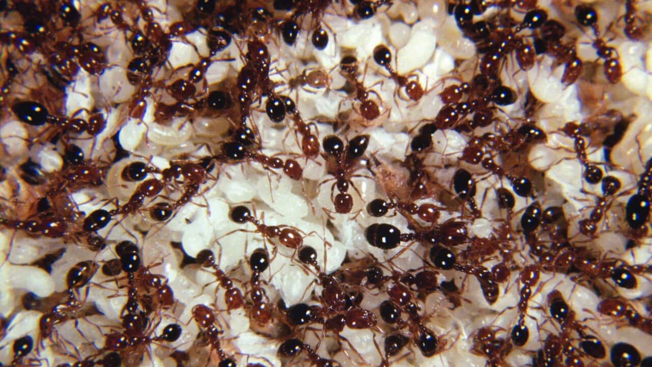 Fire ants and larvae.