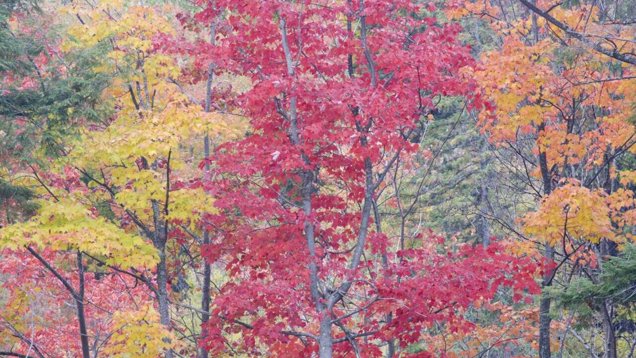Autumn Colour - Maple Woodlands