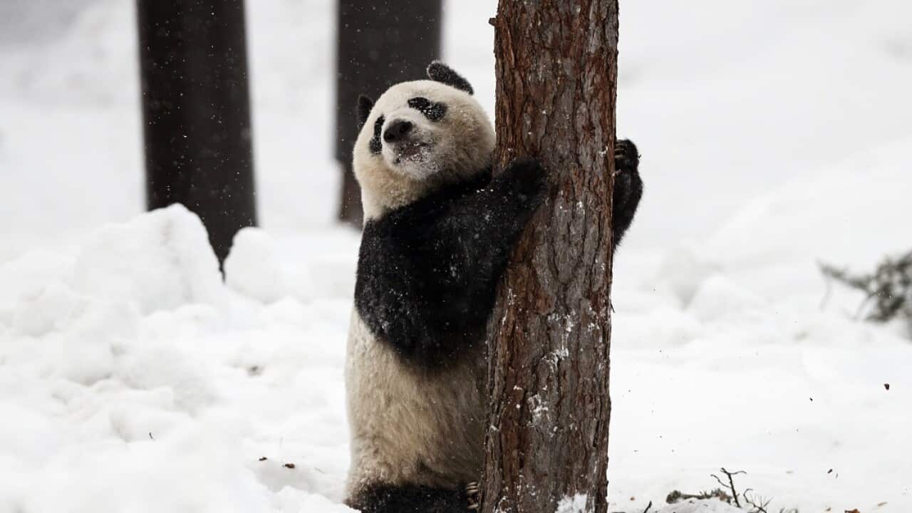 Female panda Jin Bao Bao, named Lumi in Finnish, plays in the snow on the opening day of the Snowpanda Resort in Ahtari Zoo.