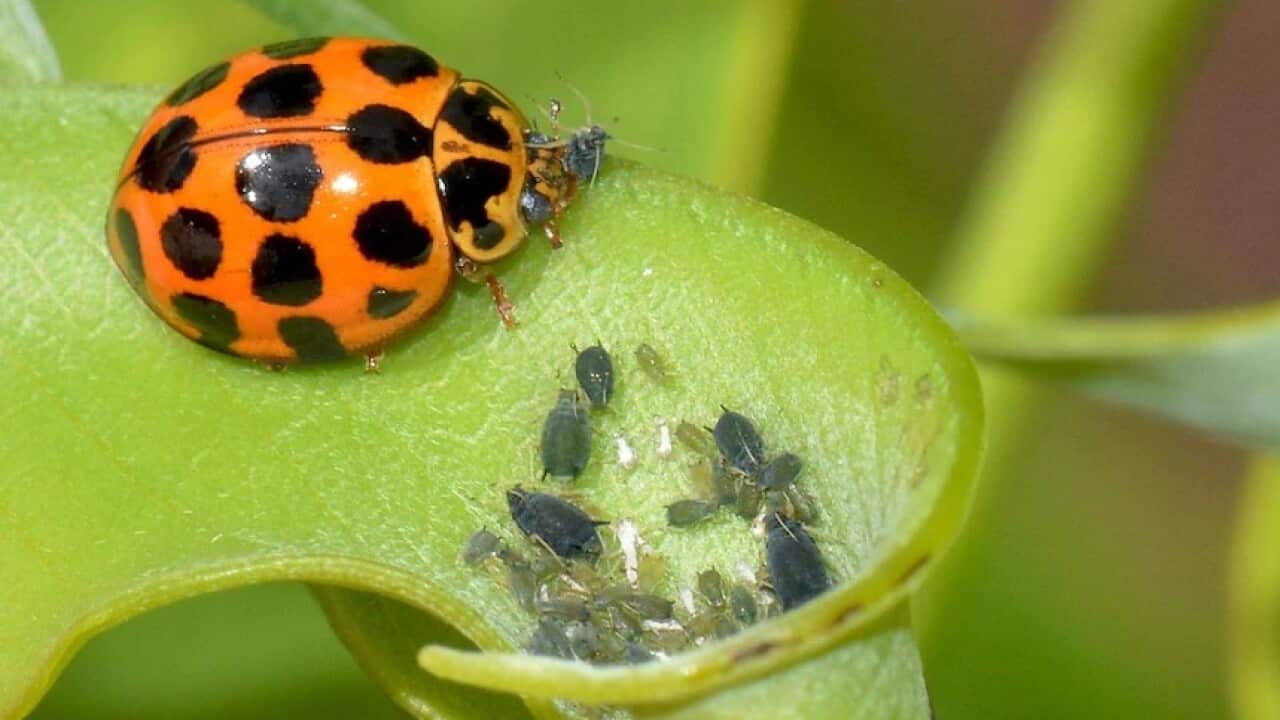 ladybugs main photo.jpg