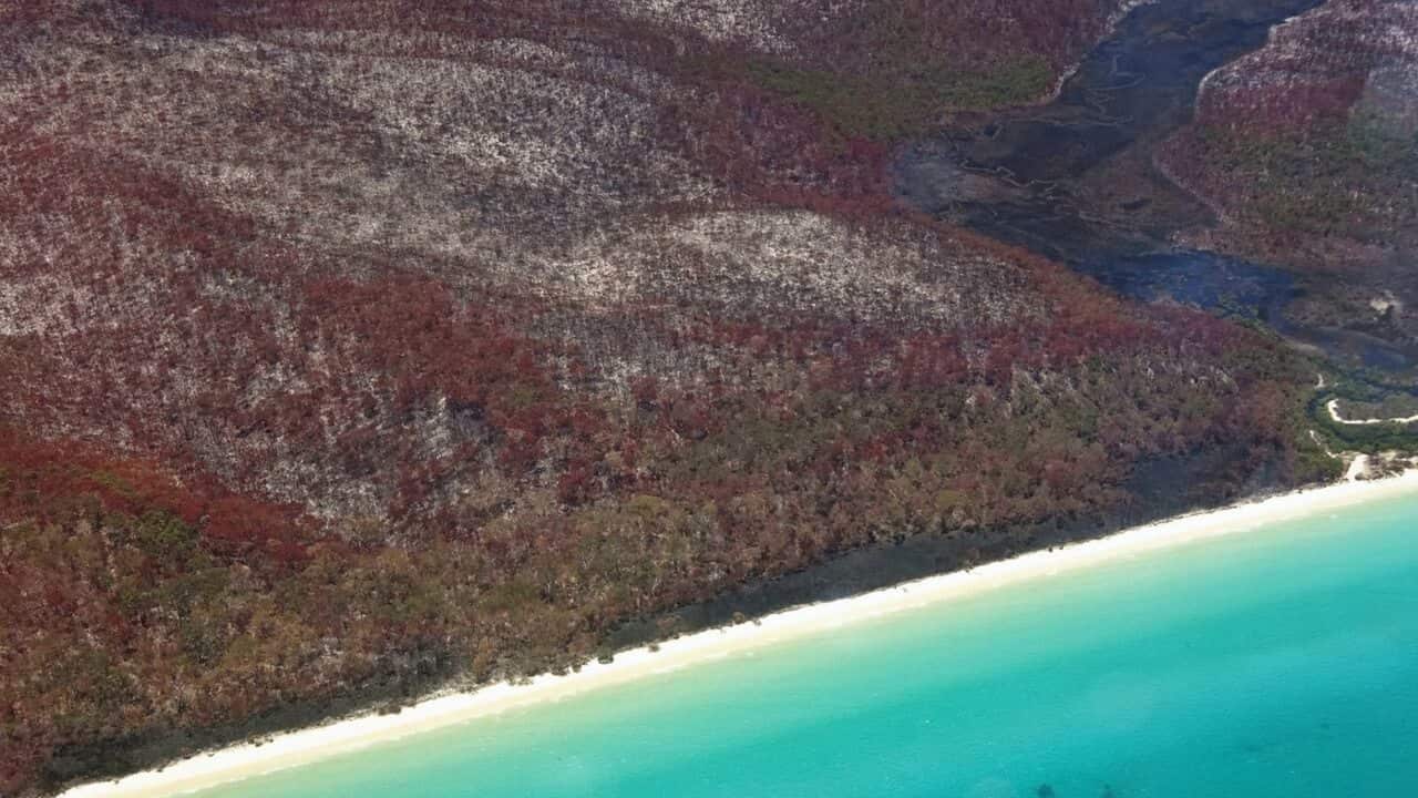 An aerial image of damage from the K'gari-Fraser Island bushfire captured on 5 December.