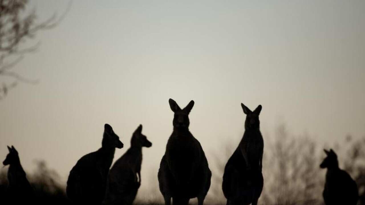 Kangaroos