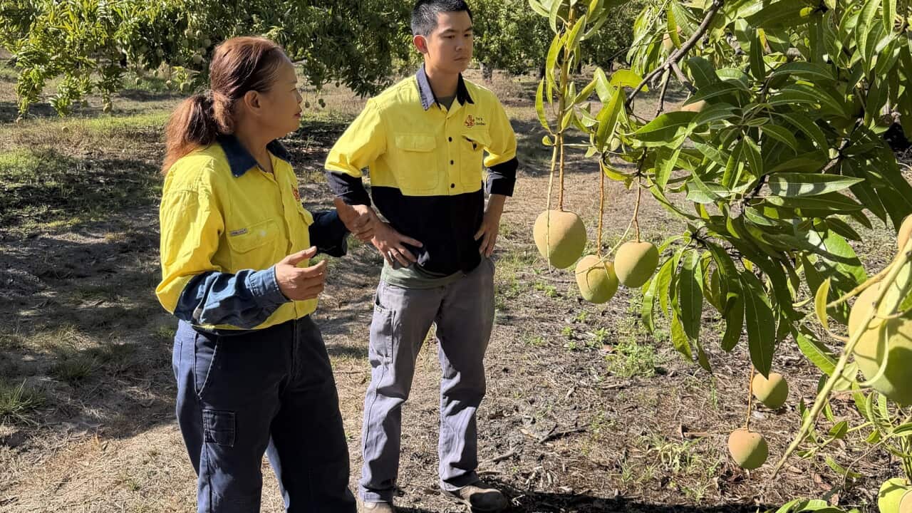NT migrant fruit farm workers.jpg