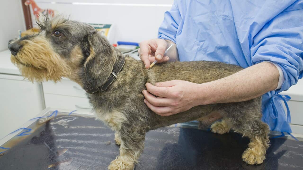 Dog - Wirehaired Dachshund being examined by vet - having an injection (AAP/Mary Evans/Ardea/Jean-Michel Labat) | NO ARCHIVING, EDITORIAL USE ONLY