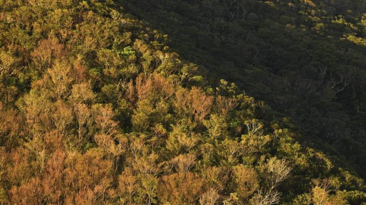 A forest in Kagoshima Prefecture in Japan