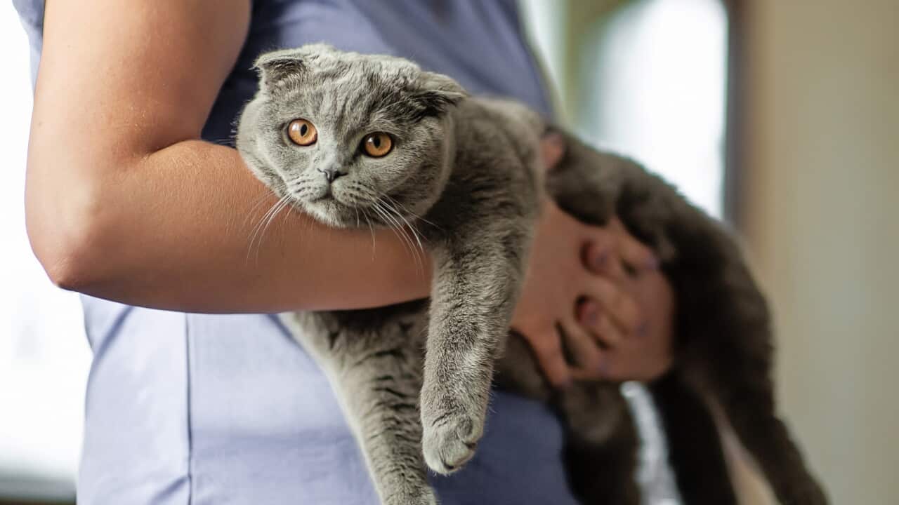 Cat owner is holding a Scottish Fold cat. relaxing and resting on the pet owner's arms