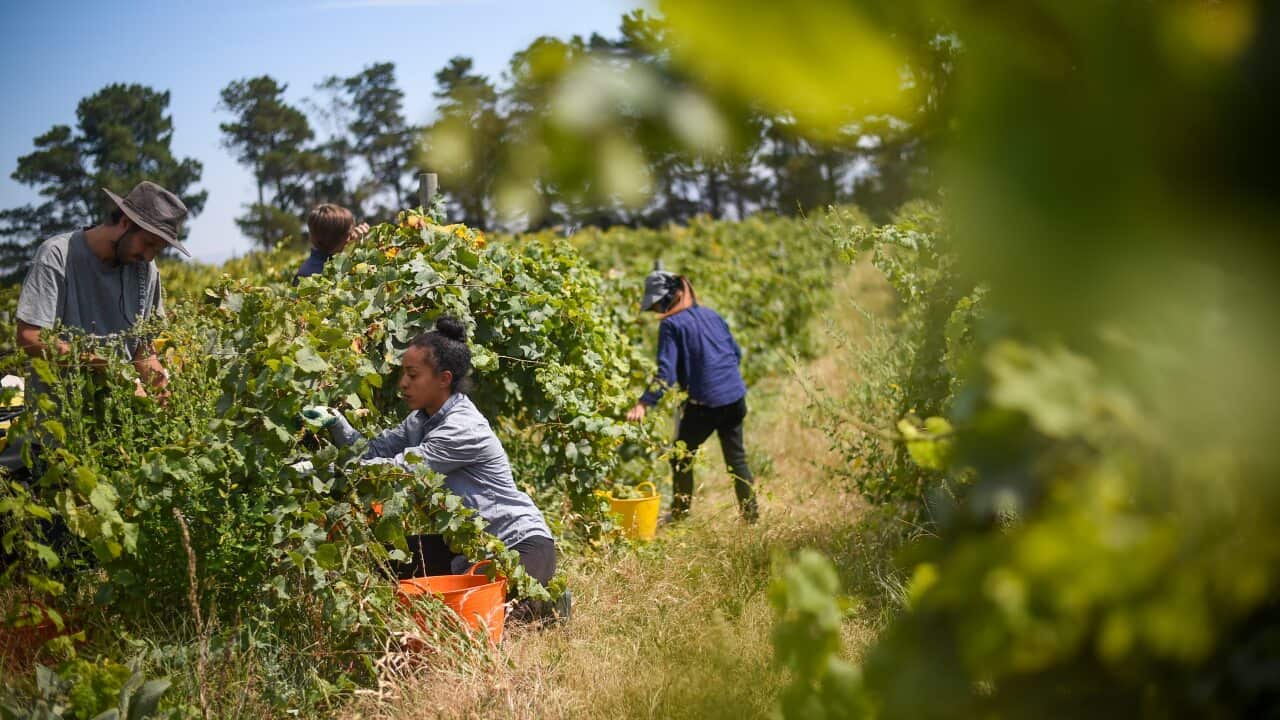 Seasonal workers pick Riesling grapes at Surveyor's Hill vineyard outside Canberra.