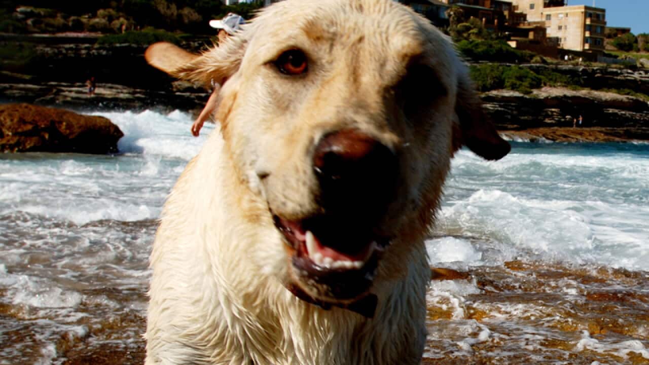 Yawns spread to dogs from owners: study