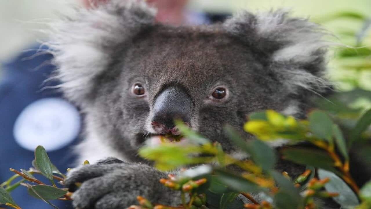 Bel the koala