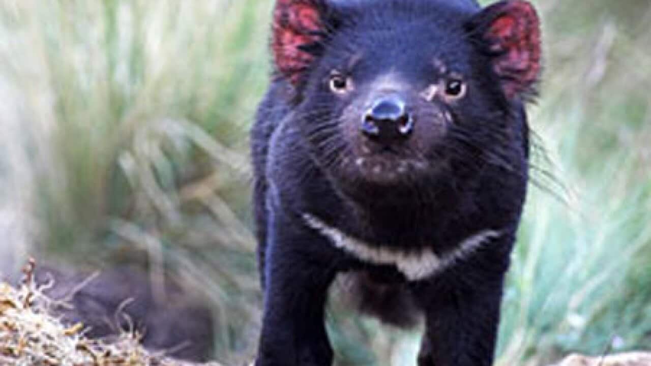 tasmanian_devil_1712_B_SBS_1405954386