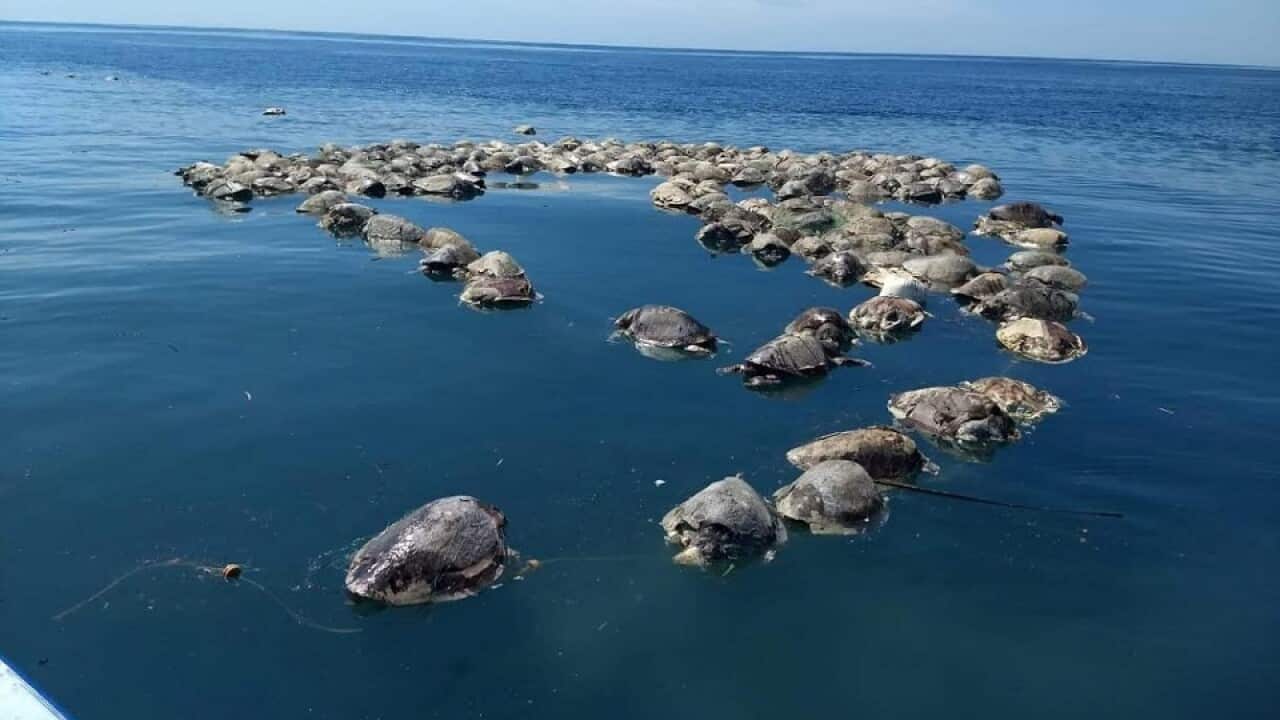 A view of lifeless turtles floating at the Puerto Escondido waters, in Oaxaca, Mexico.