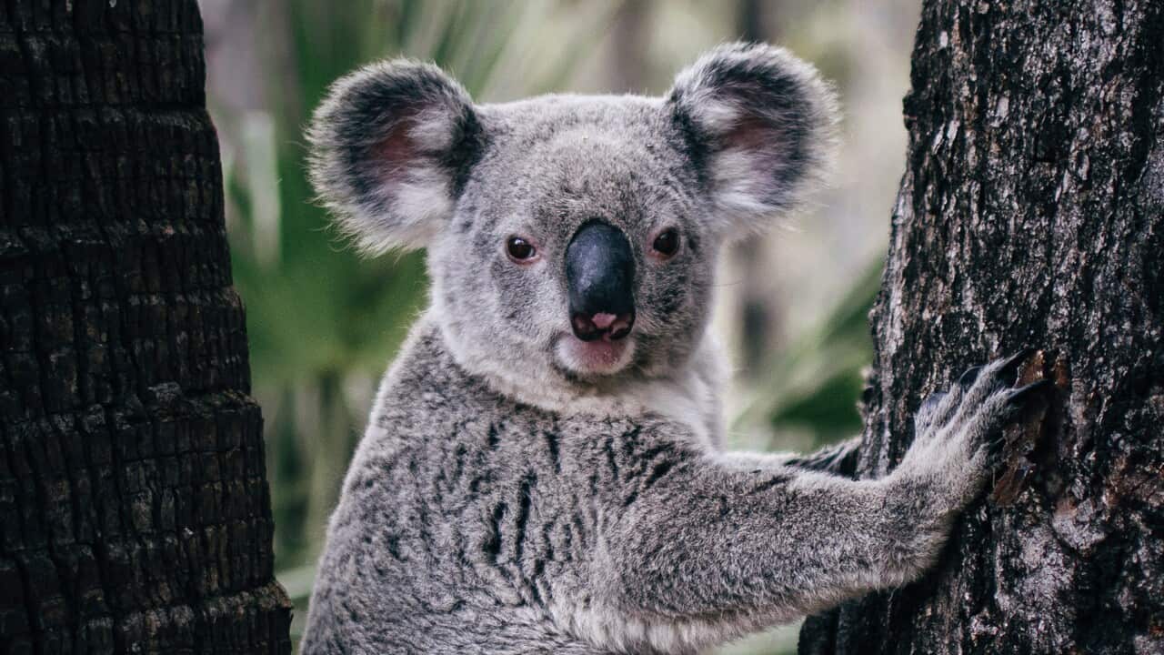 Koala portrait Hanging between two trees