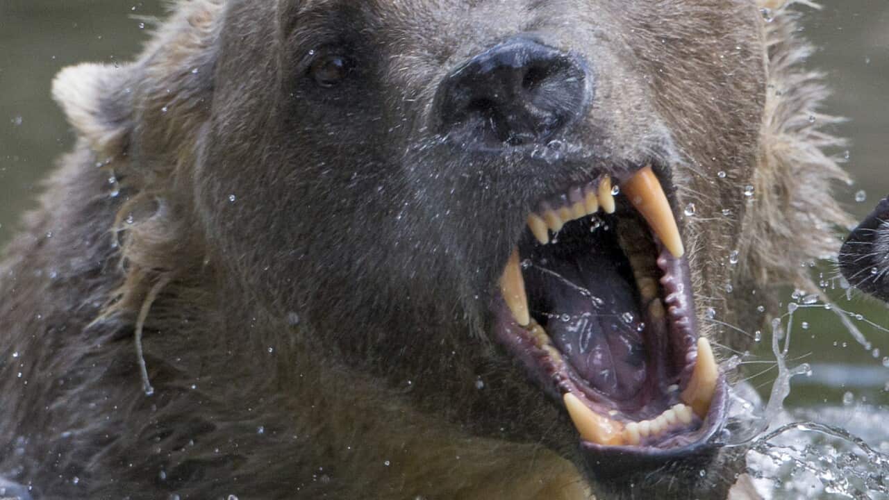 File picture bear Taps is photographed in the zoo in Osnabrueck, Germany