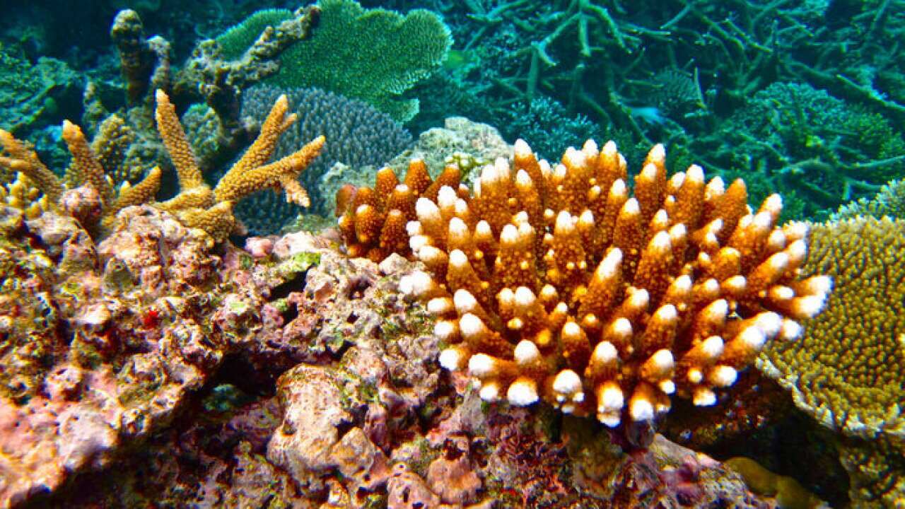 Great Barrier reef