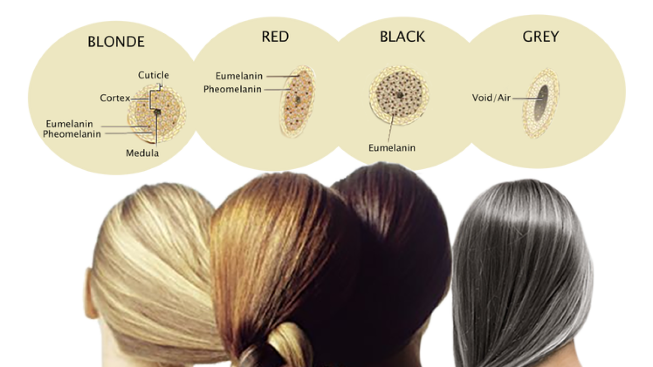 Hair melanin synthesis