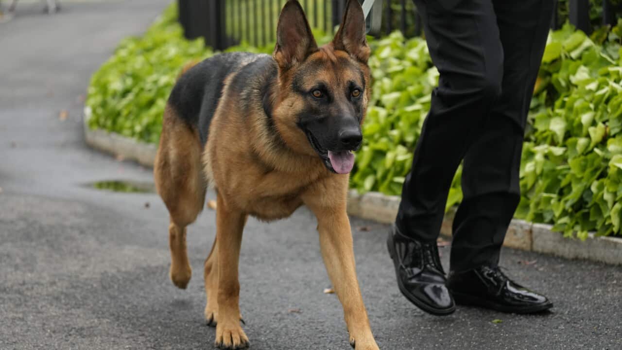 President Joe Biden's dog Commander, a German shepherd, walks.