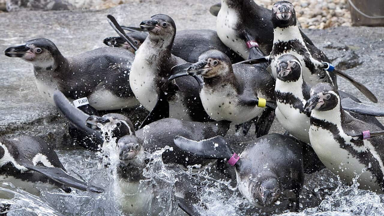 Scientists have discovered these penguins' poo is more important than they thought.