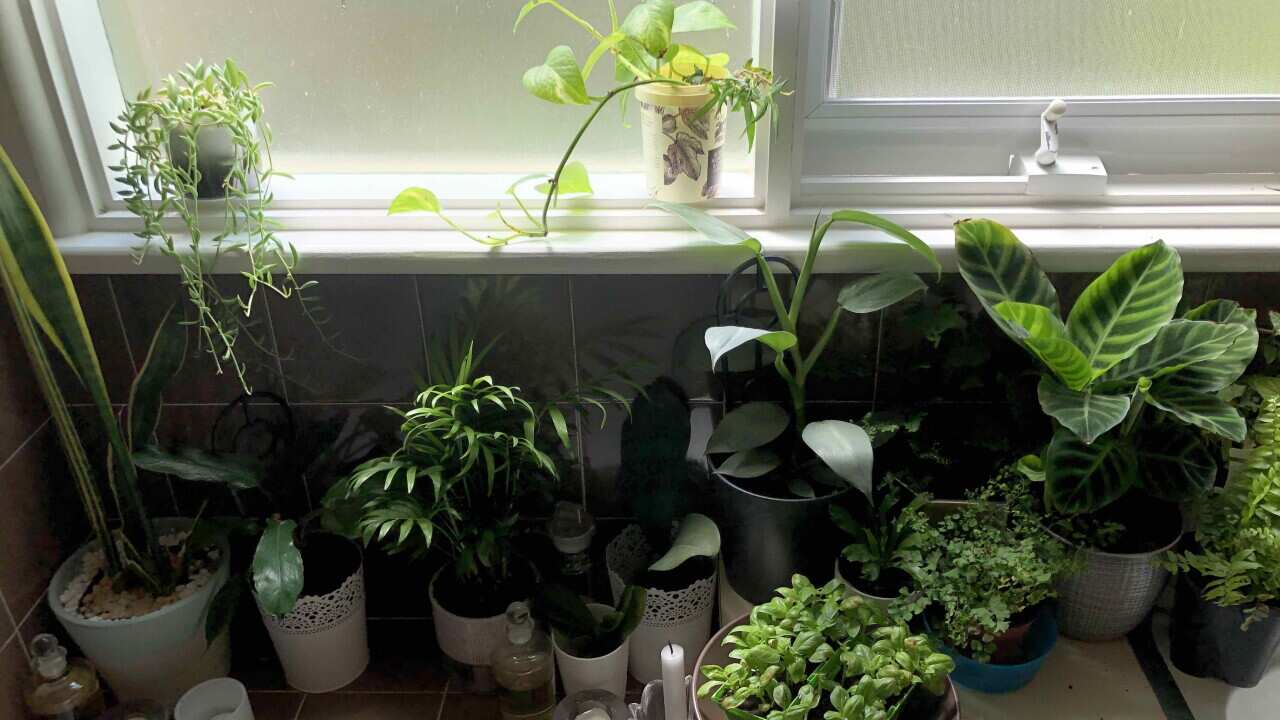 Growing plants and herbs in the bathroom