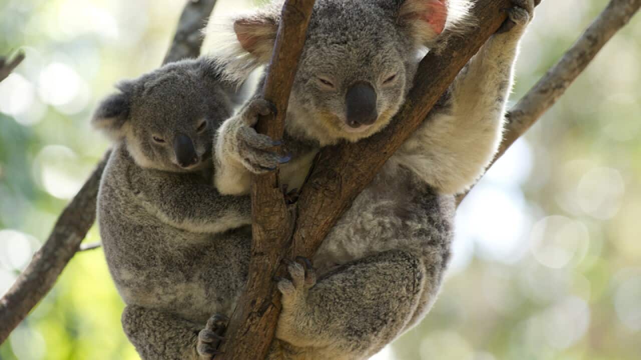 Koalas