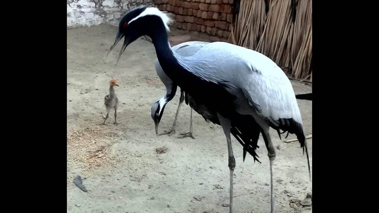 Captured birds in Pakistan