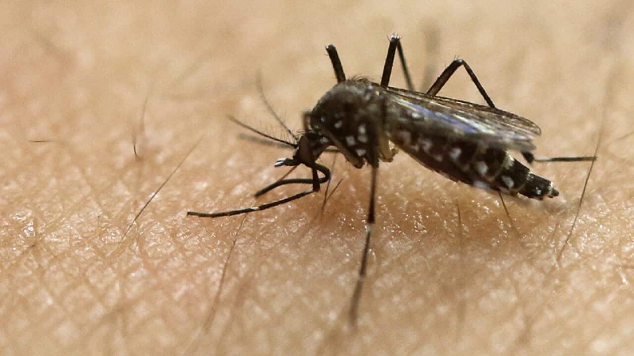 Aedes aegypti mosquito