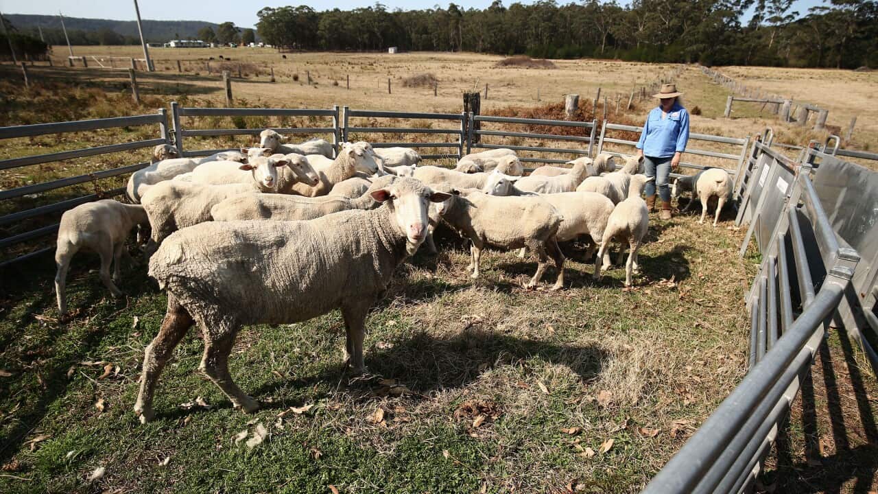 A farmer standing in a pen with sheep.
