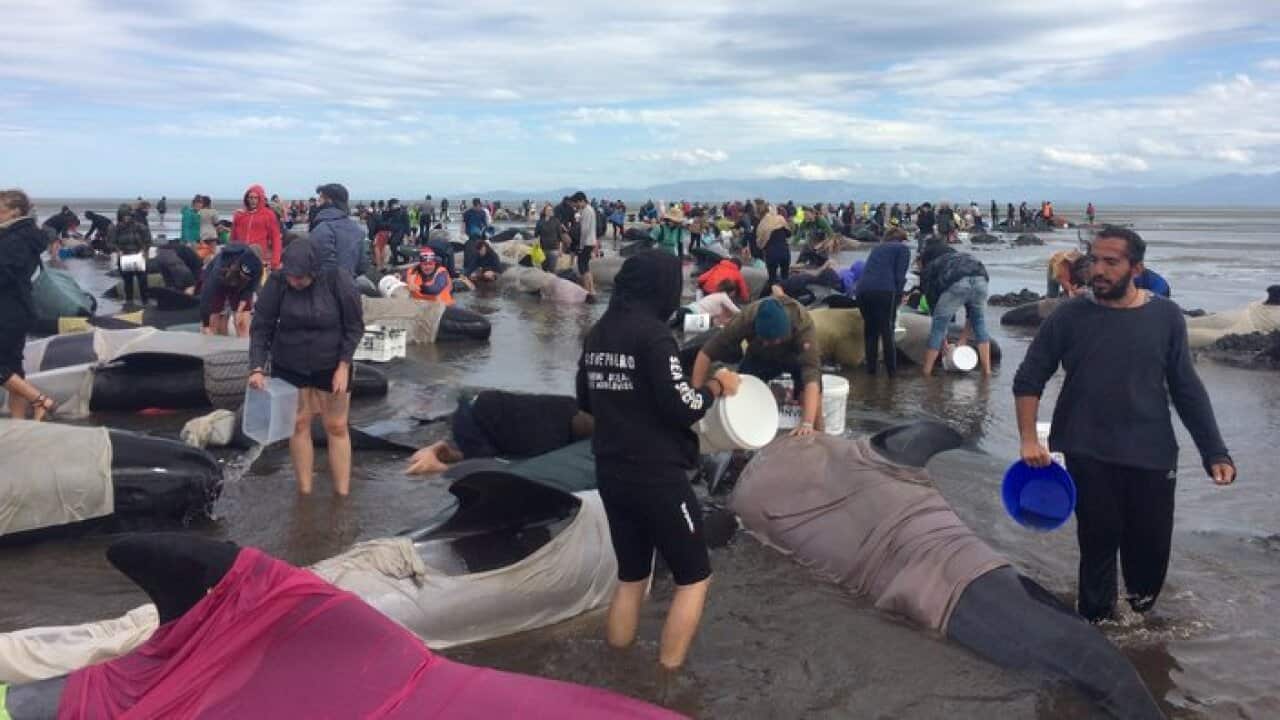 Volunteers pour water and dig out the stranded Pilot whales during a mass stranding at Farewell Spit