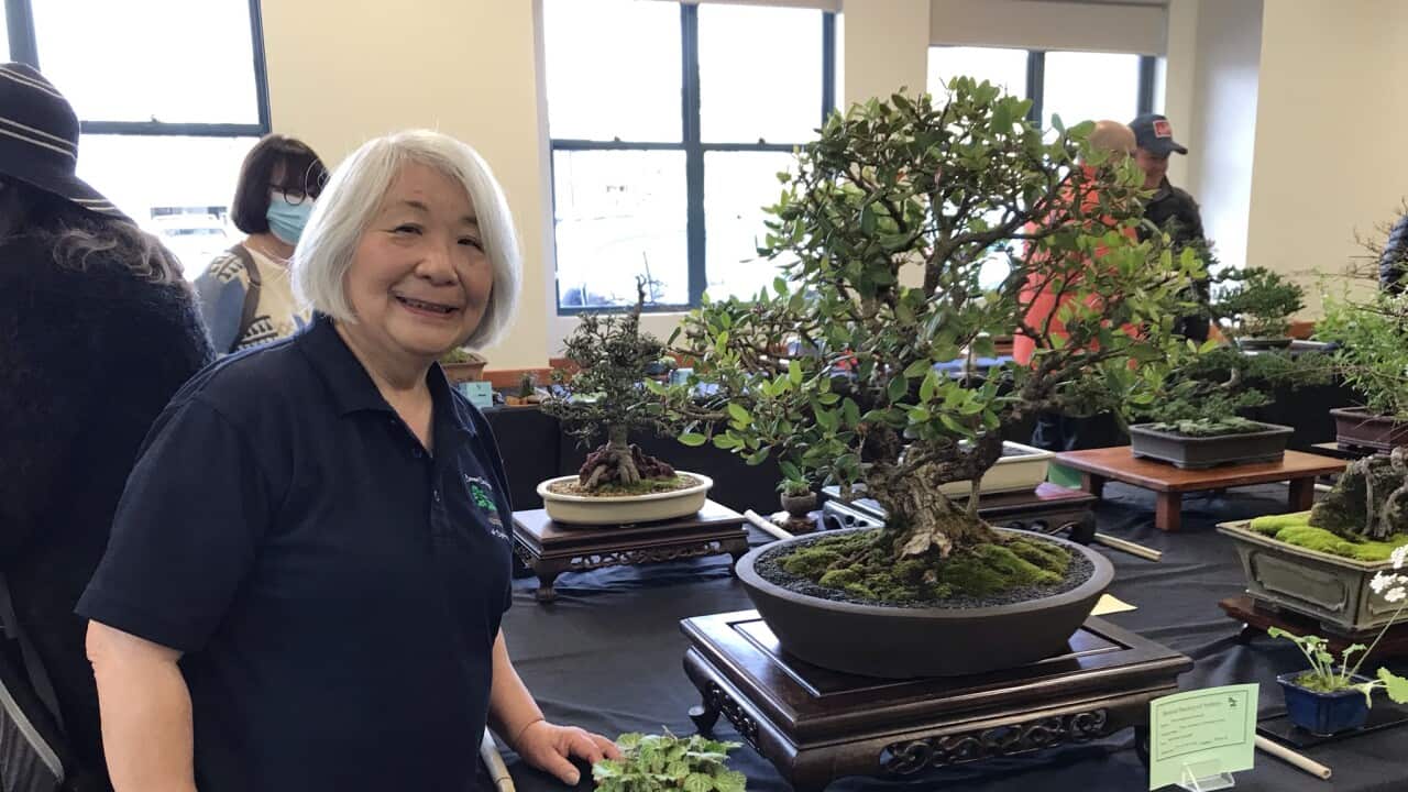 Bonsai Master Megumi Bennett