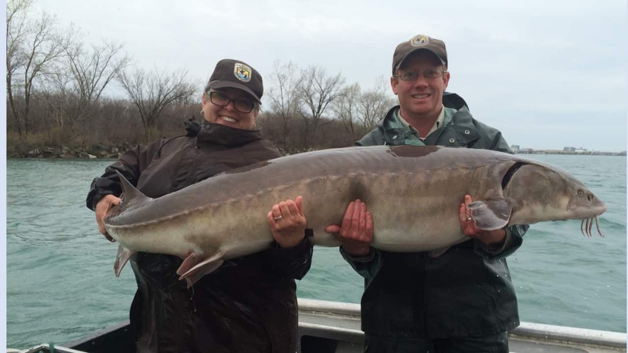 Giant Sturgeon river fish
