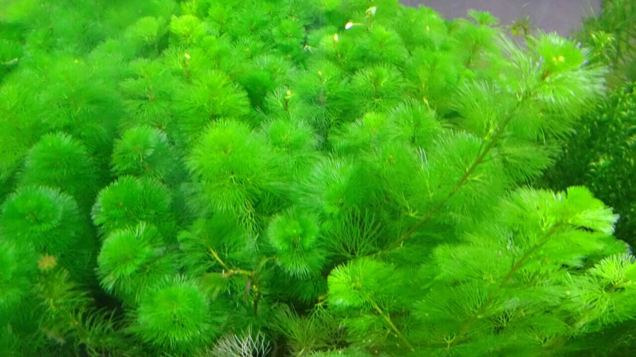 Cabomba, Feathery green freshwater aquarium plant / pondweed.