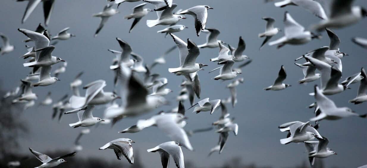 Deadly avian flu detected in New Zealand for the first time