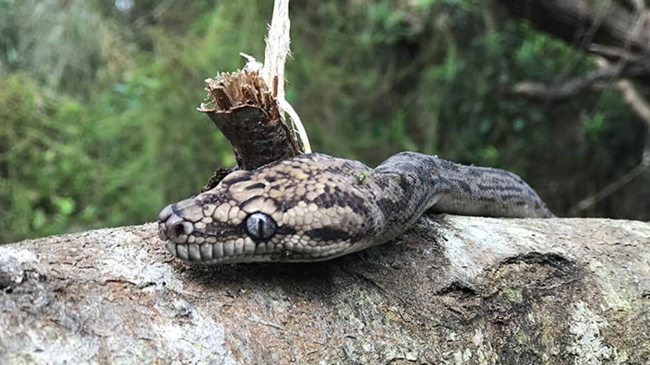 Found a snake in your yard?