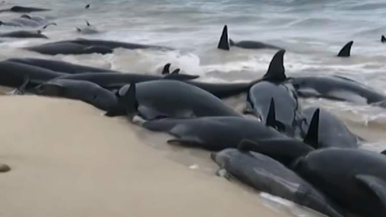 About 75 whales have died after 150 beached themselves in Western Australia.