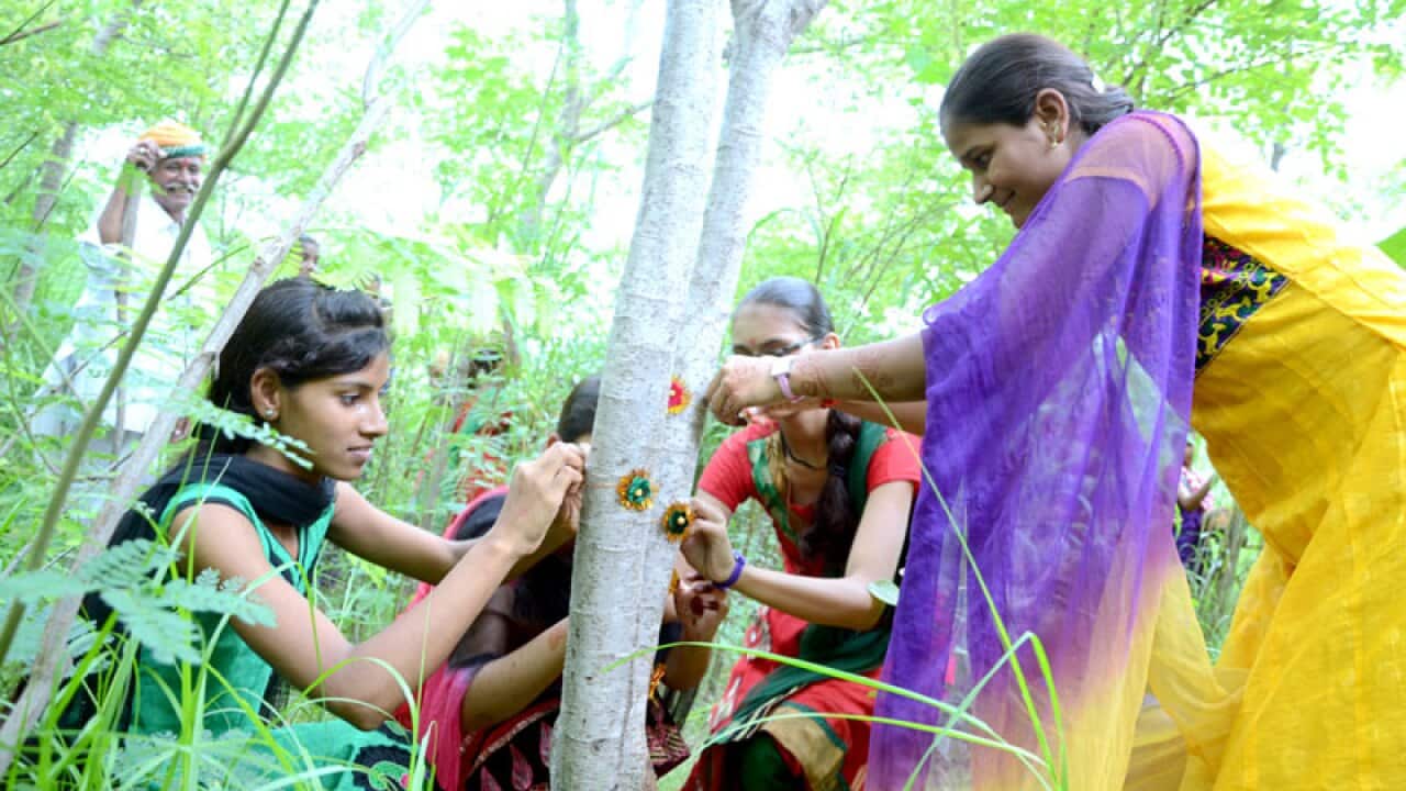 Piplantri village girls tying rakhi to the tree.
