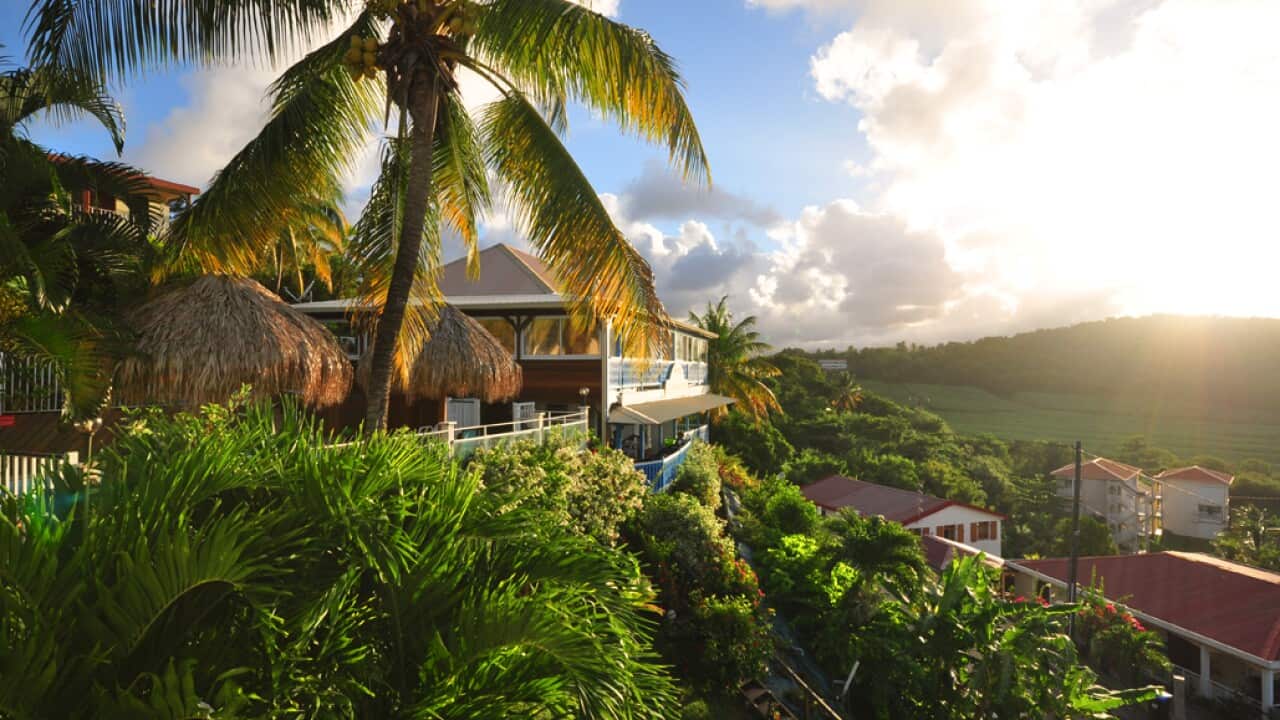 Sunrise-among-palm-trees-in-Presqu ile-de-Caravelle,-Martinique.jpg