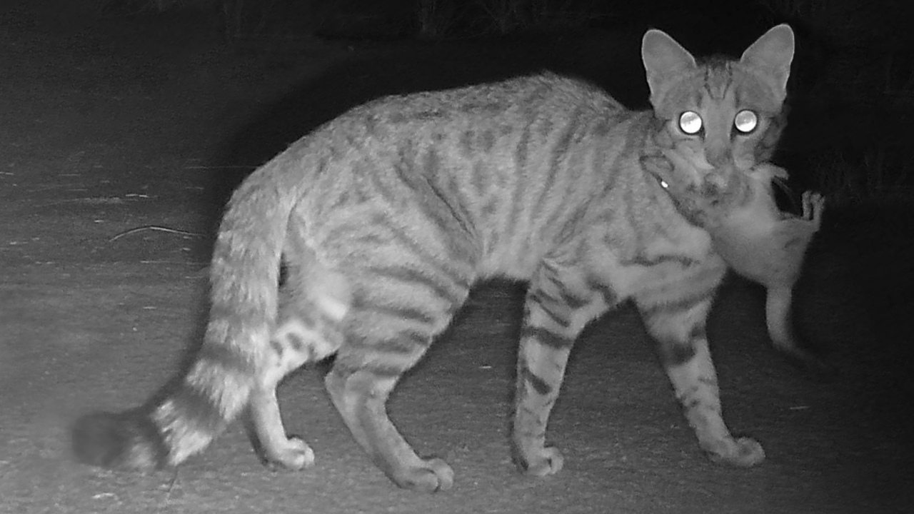Feral cat with Brush-tailed Mulgara at Newhaven Wildlife Sanctuary