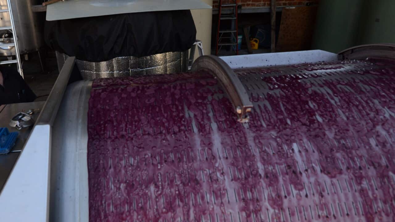 A winemaker presses grapes