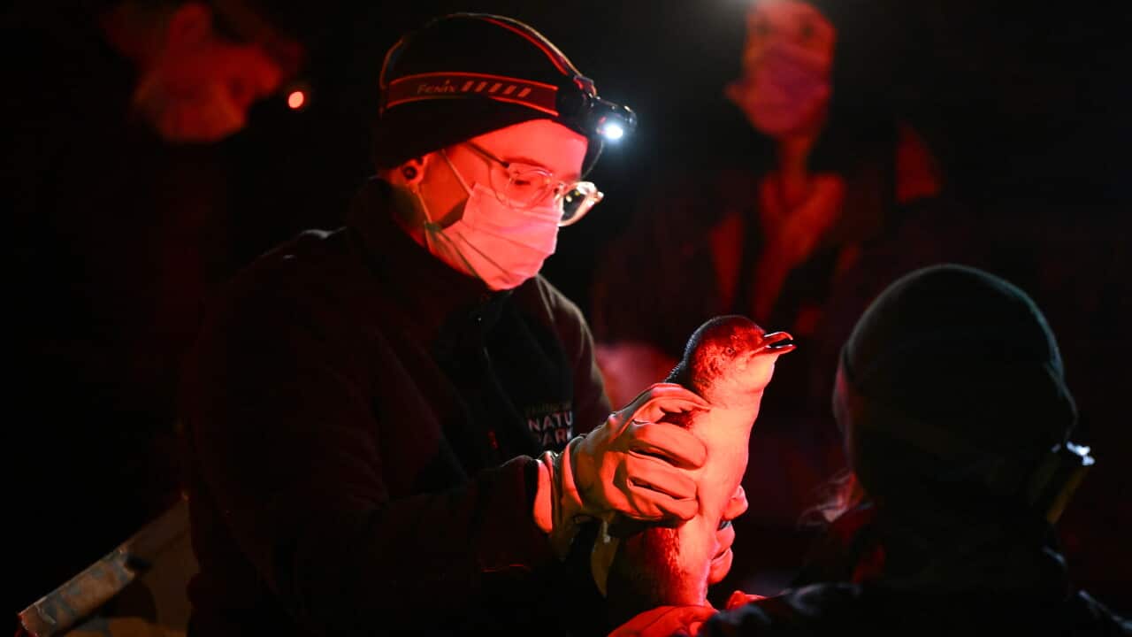 PENGUIN VACCINE PHILLIP ISLAND