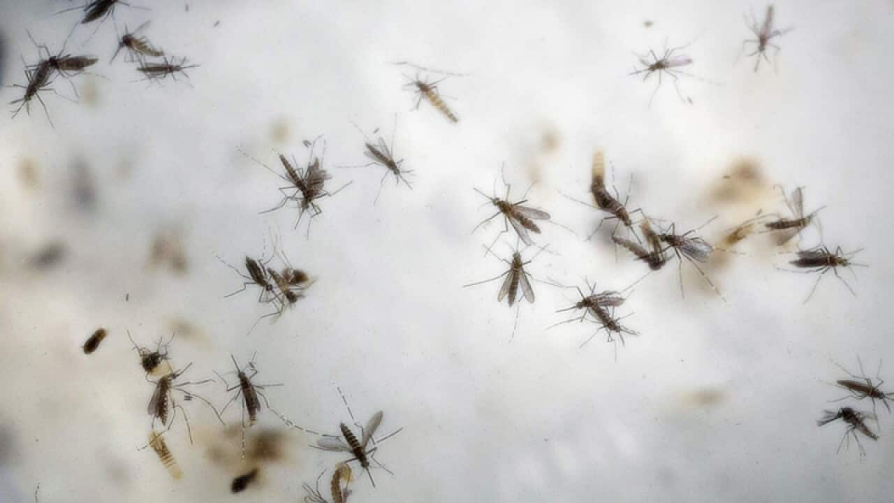 Aedes aegypti mosquitoes are seen in a mosquito cage
