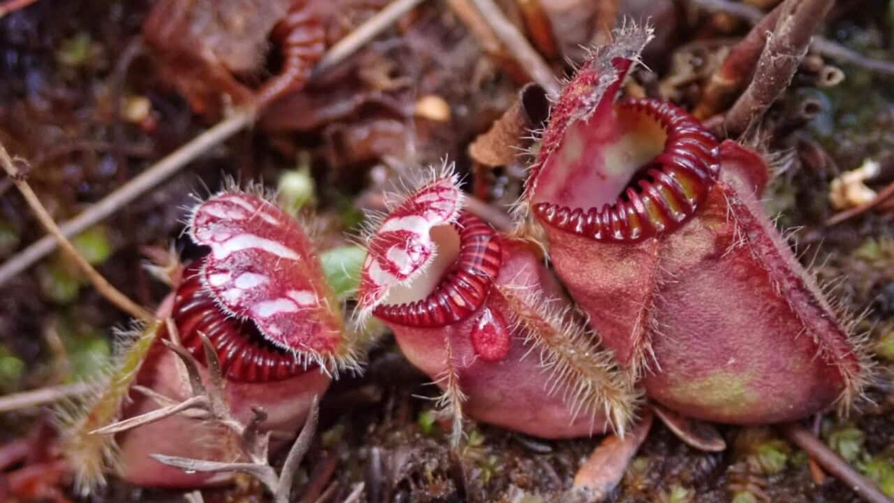 Albany pitcher plant - image Sophie Xiang.jpg