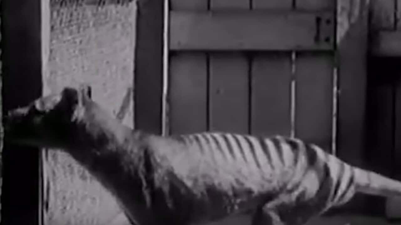 This file image shows a Tasmanian tiger.