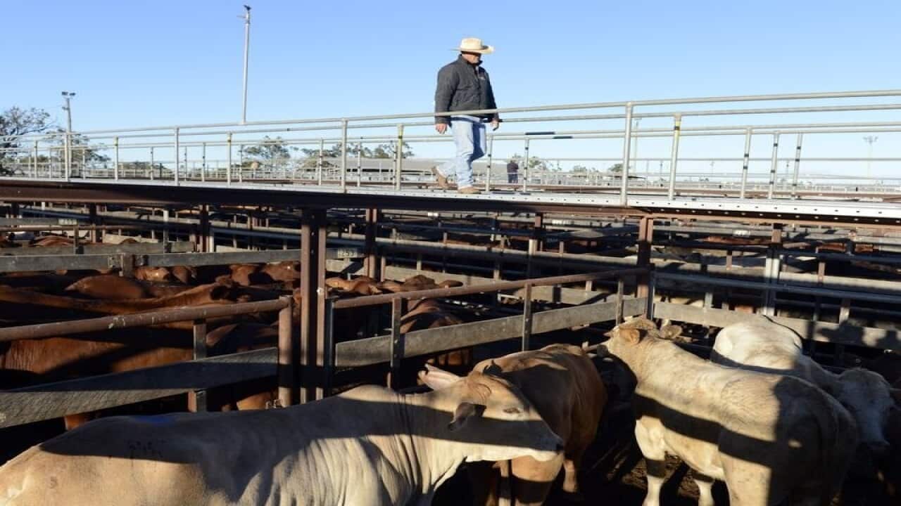 Cattle awaits auctioning at the cattle yards in Dalby.