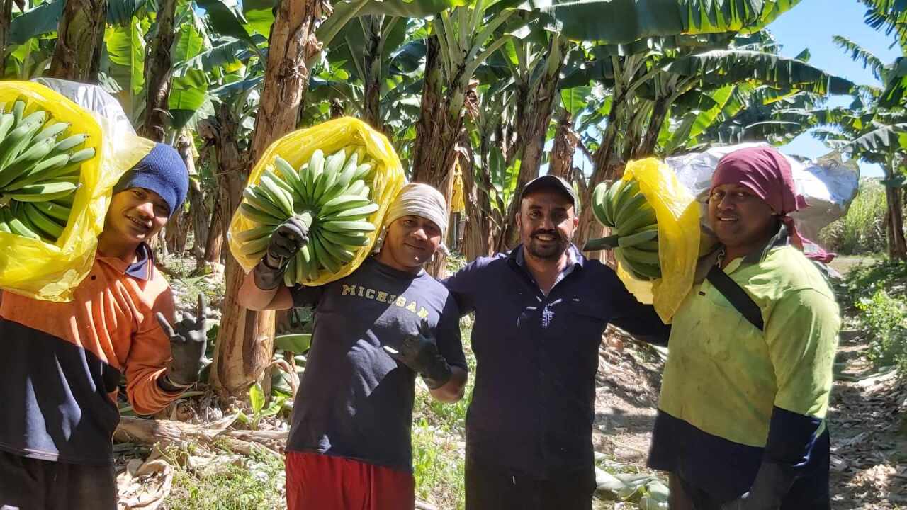 Paramdeep Singh Randhawa at his banana farm in Innisfail.