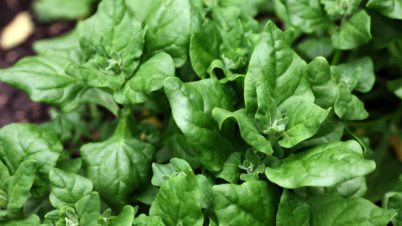 “Know the country that you're sourcing the native ingredient from and understand that there’s story behind the ingredient from that area."